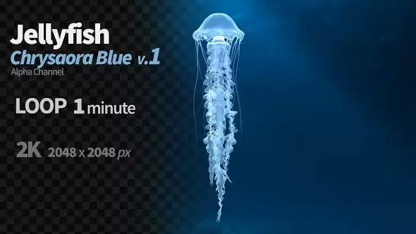 Jellyfish Chrysaora Blue 1 20057947