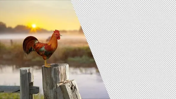 Rooster Crowing 23027661