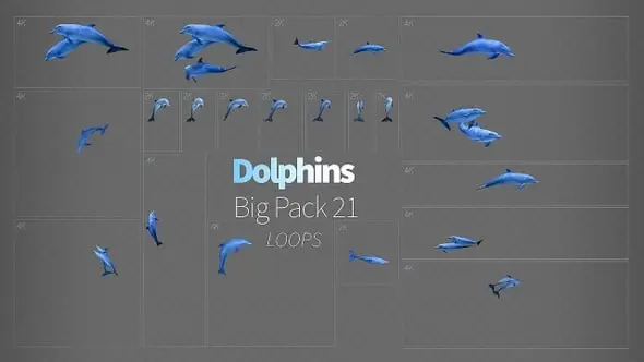 Dolphins 21 27442696