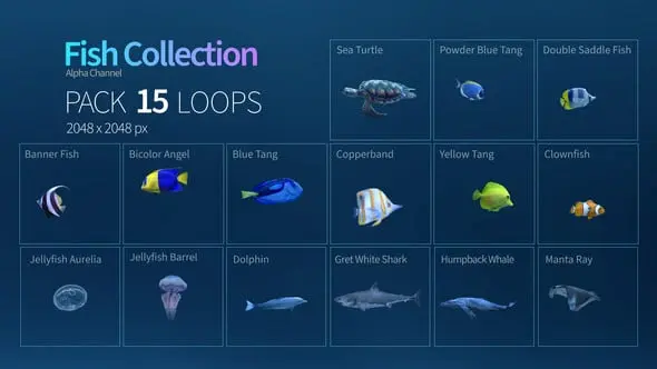 Fish Collection 22764122