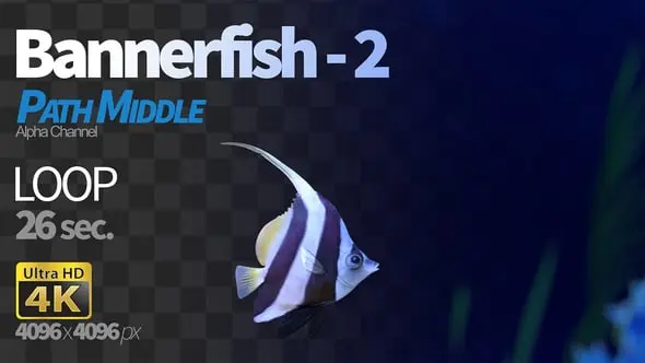 Bannerfish 2 14921793