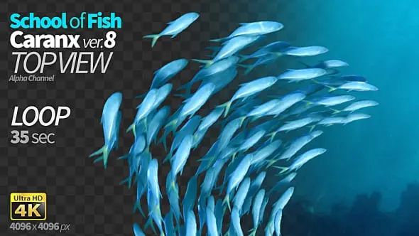 School of Fish Caranx-8 19503481