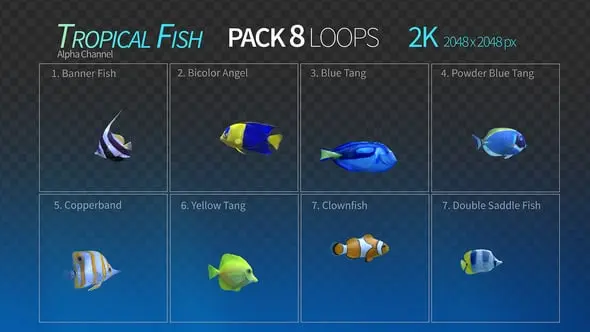 Tropical Fish Collection 23103644